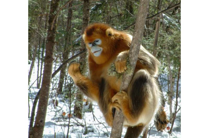 New study reveals adaptations for snub-nosed monkeys