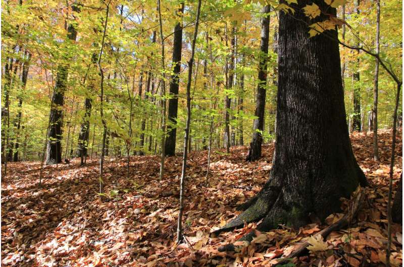 North American forests unlikely to save us from climate change, study finds