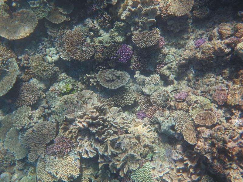 Ocean acidification slowing coral reef growth