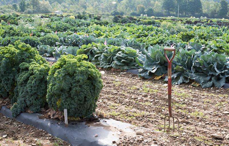 Plant breeders take cues from consumers to improve kale
