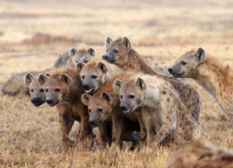 Researchers reconsider roles of second-rank hyena males