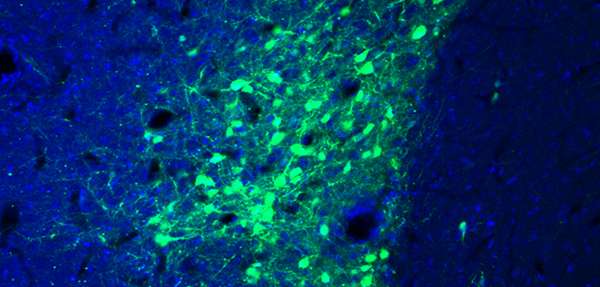 scientists show how memories are linked in the brain