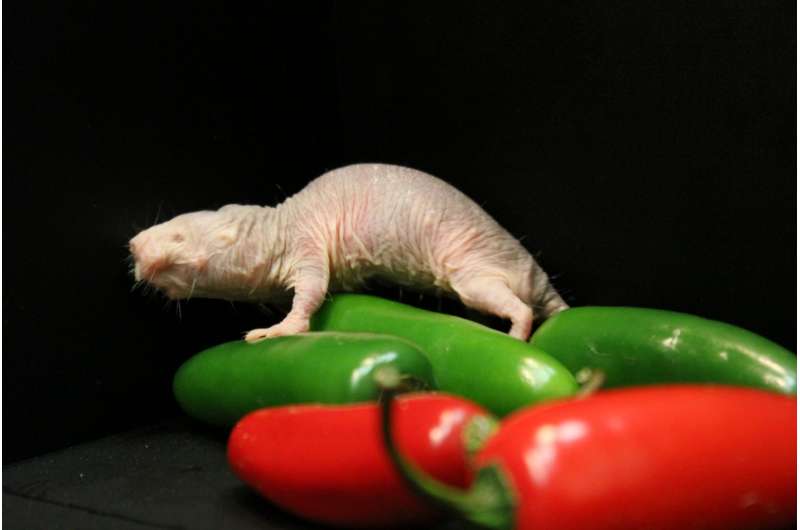 Study pinpoints why naked mole rats feel no pain