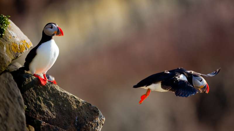Uncovering the secrets of Arctic seabird colonies