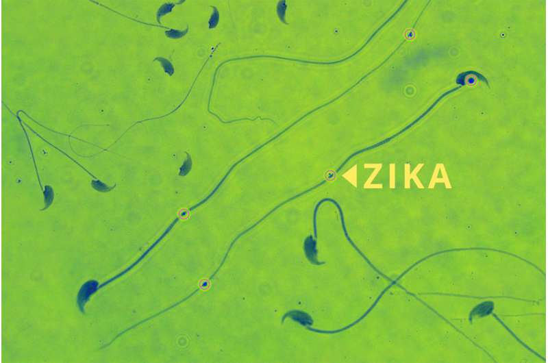 Zika infection causes reduced fertility, low testosterone in male mice