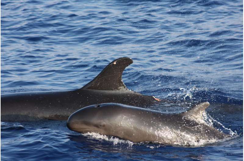 Researchers capture video of false killer whale's encounter with longline