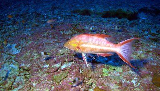 Researchers discover 3 new species of fish off Hawaii