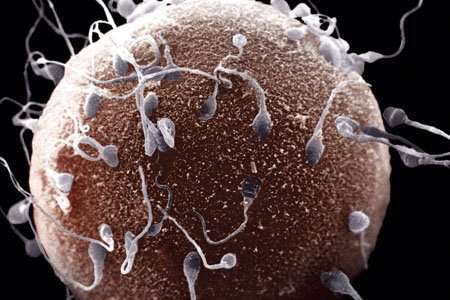 Researchers find fertility genes required for sperm stem cells