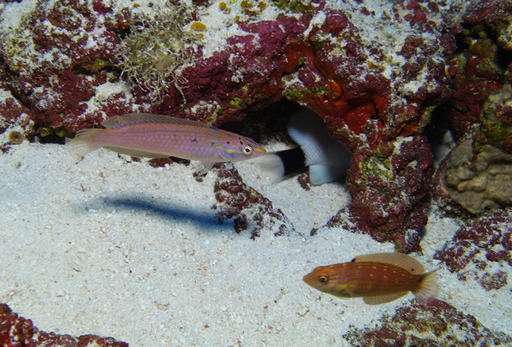 Researchers discover 3 new species of fish off Hawaii