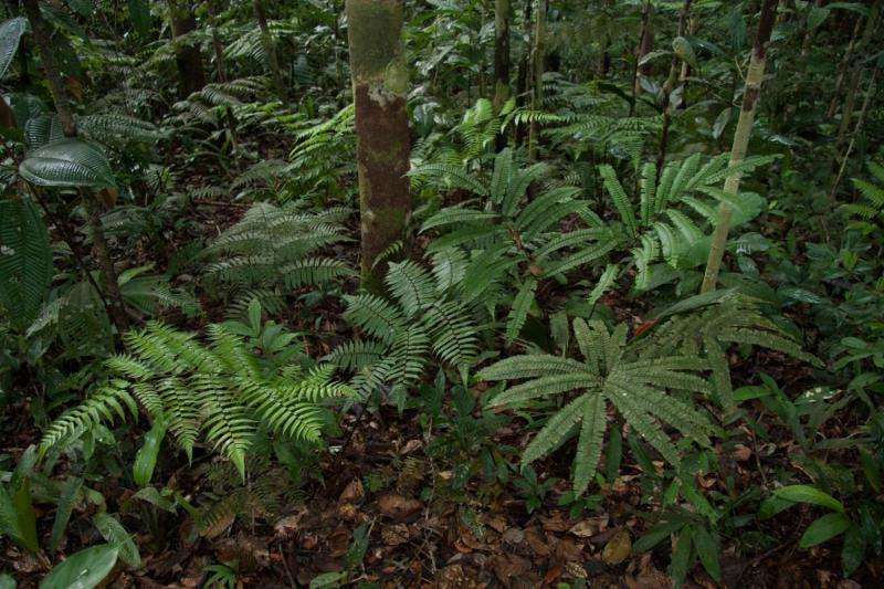 Researchers found unexpected biogeographical boundaries in Amazonia
