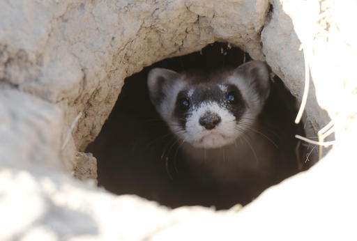 Black-footed ferrets return to where they held out in wild
