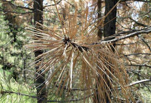California to fire up burners to battle dead tree epidemic