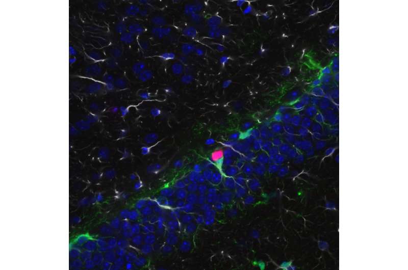 Experimental drug cancels effect from key intellectual disability gene in mice