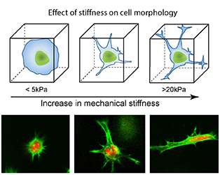 New method for strengthening hydrogels could direct stem cell growth