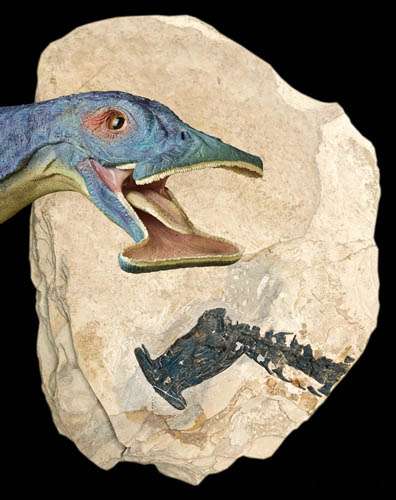 Scientists report world's first herbivorous filter-feeding marine reptile