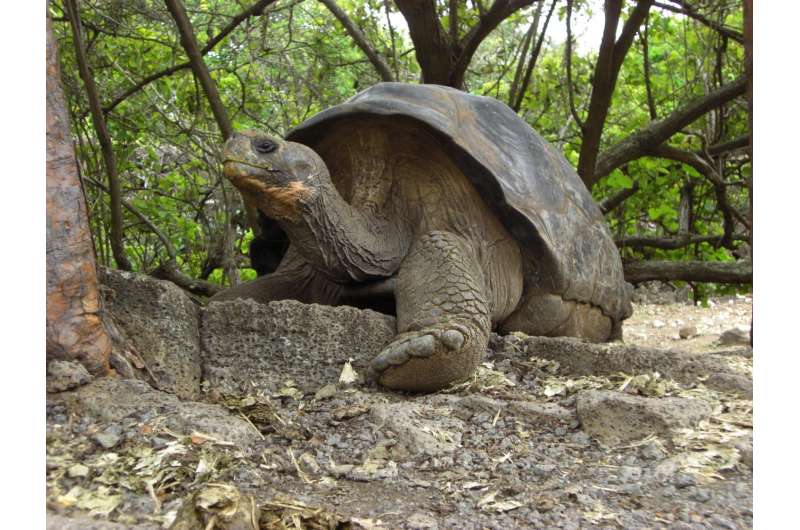 Study pinpoints when the Gal&amp;#225;pagos Islands developed their unique ecology