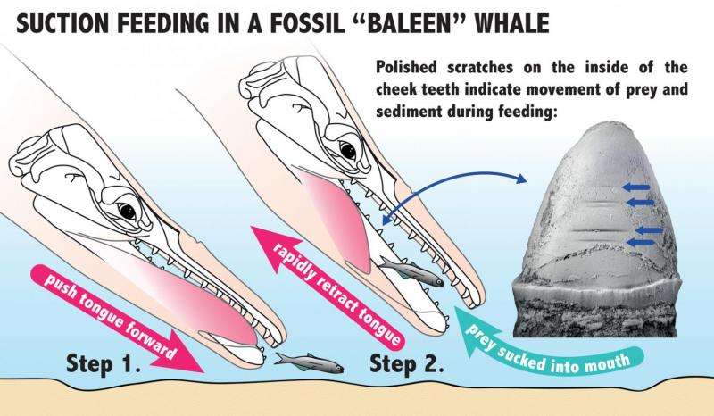The evolution of the baleen in whales