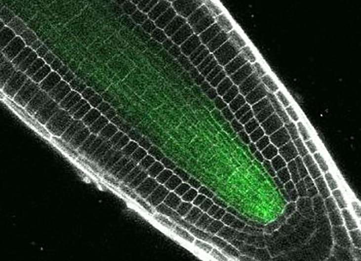 Transforming plant cells from generalists to specialists