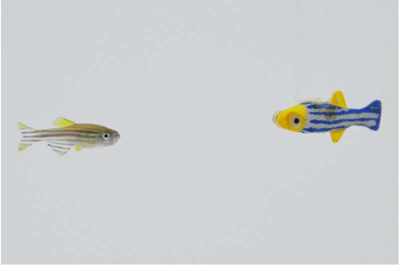 Researchers find zebrafish want to hang out with moving 3-D robotic models of themselves