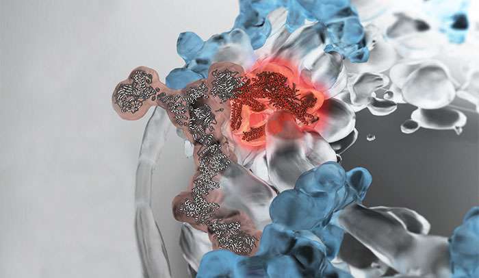 Researchers shed new light on RNA’s journey out of a cell’s nucleus