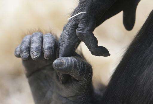 Gorilla gives birth unexpectedly at Prague zoo