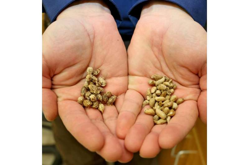 Researchers trace peanut crop back to its Bolivian roots