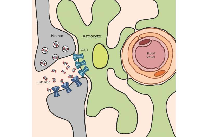 Scientists unpack how Toxoplasma infection is linked to neurodegenerative disease