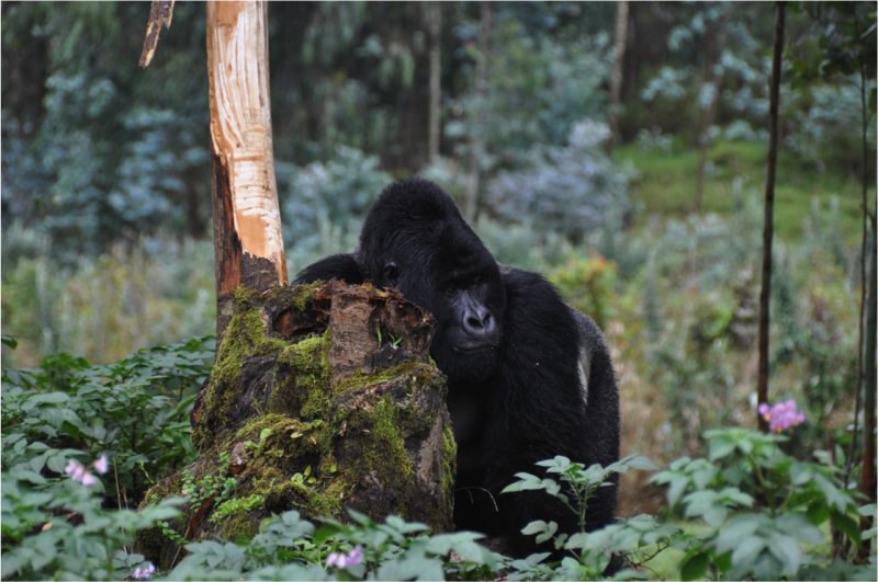 Researchers stress the need for research on Ebola virus disease in great apes