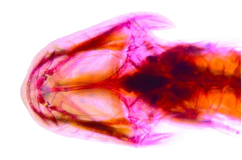 Researchers discover first sleeper goby cavefish in Western Hemisphere