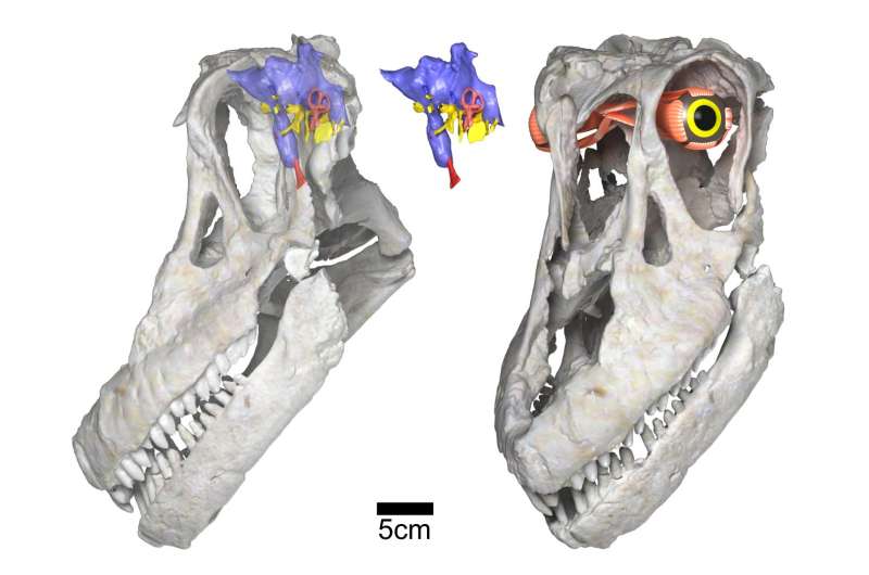 Newly discovered titanosaurian dinosaur from Argentina, Sarmientosaurus