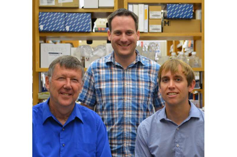 TSRI scientists discover antibodies that target holes in HIV's defenses