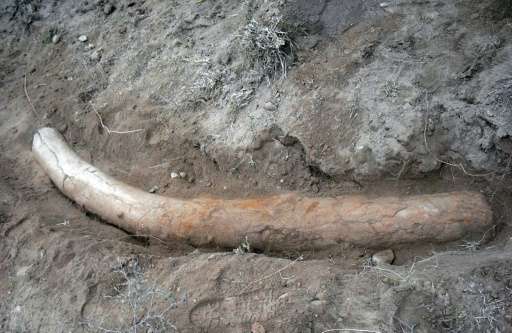 A 1.1 million-year-old stegodon tusk was discovered at Padri village in Jhelum district, Pakistan's central province of Punjab, 