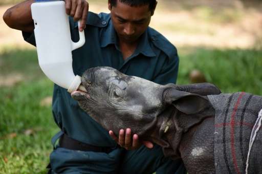 A 12-day-old baby rhinoceros is fed milk at the Centre for Wildlife Rehabilitation and Conservation (CWRC) in the Indian state o
