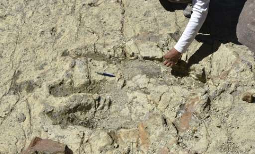 A 1.2-metre diameter footprint of a dinosaur found in Maragua Marka Quila Quila, 64 km northeast of Sucre, Bolivia on August 8, 