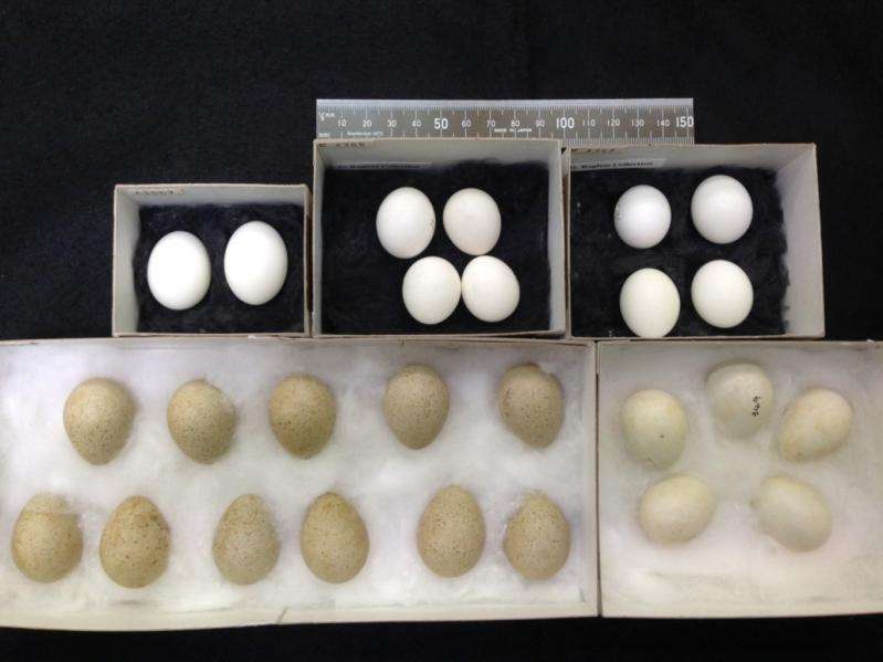 A 30-year cold case involving an egg and the mysterious Night Parrot
