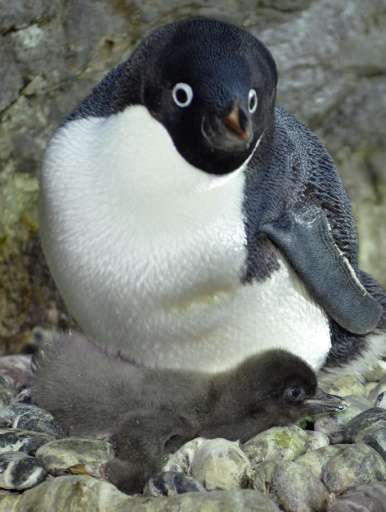 A baby Adelie penguin