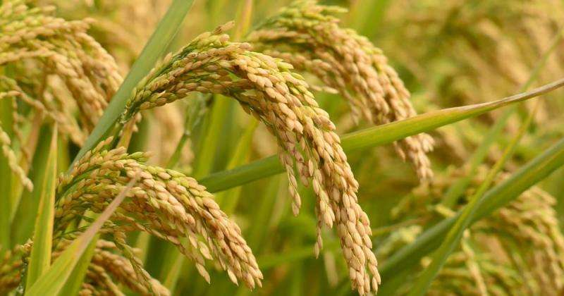A biofortified rice high in iron and zinc is set to combat hidden hunger in developing countries