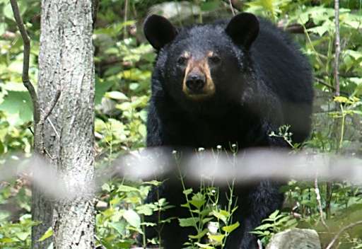 A black bear is seen in the Shenandoah National Park in Virginia