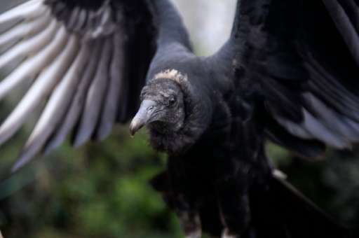 A black-headed vulture is trained by a falconer in Lima on January 9, 2016