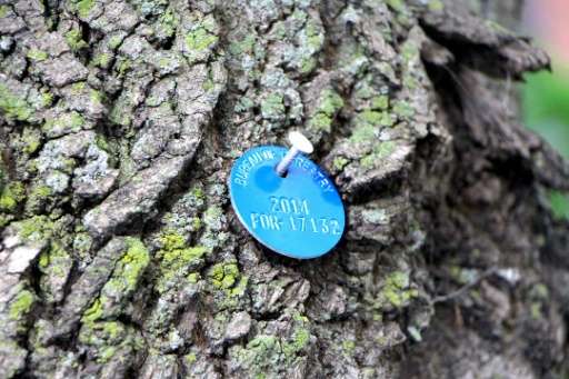 A blue medallion pinned to an ash tree in Chicago, indicating it has been treated with pesticide to kill the Emerald Ash Borer, 