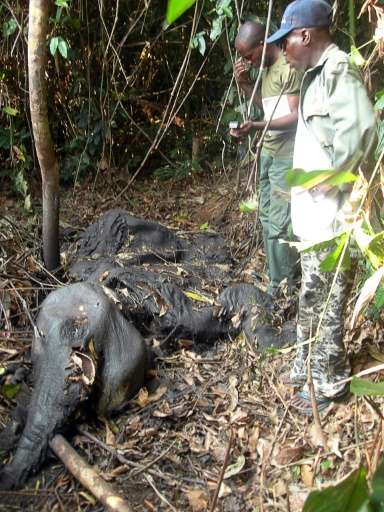 About 11,000 elephants have been slaughtered for their tusks in less than 10 years in the Minkebe national park in Gabon