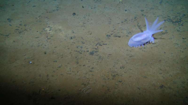 Abundant and diverse ecosystem found in area targeted for deep-sea mining