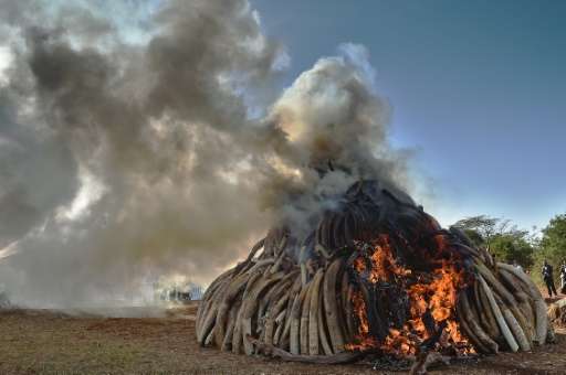 A burning pile of elephant ivory seized in Kenya on March 3, 2015 as countries across the world have increasingly been cracking 