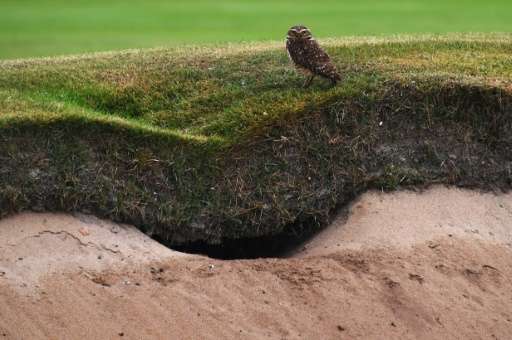 A burrowing owl stands above it's nest, made in a bunker on the Olympic golf course in Rio