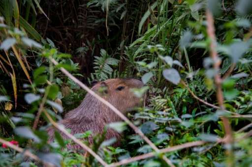 A capybara, the world's largest rodent, stands in the bushes on the Olympic golf course in Rio