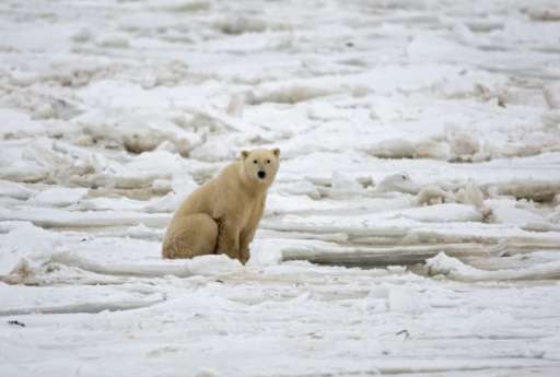 According to environmental group WWF, the retreating sea ice is more frequently bringing polar bears into confrontation with hum