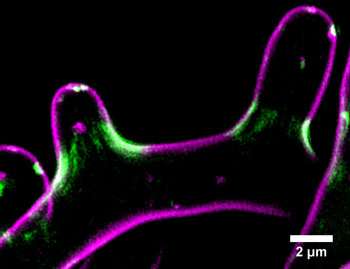 A cell senses its own curves: New research from the MBL Whitman Center