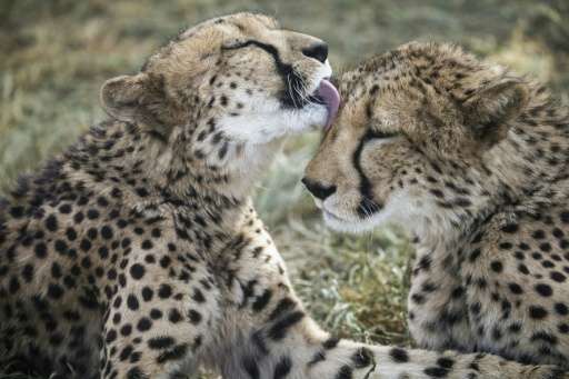 A cheetah licks her sibling in an enclosure at the Cheetah Conservation Fund in Otjiwarongo, Namibia