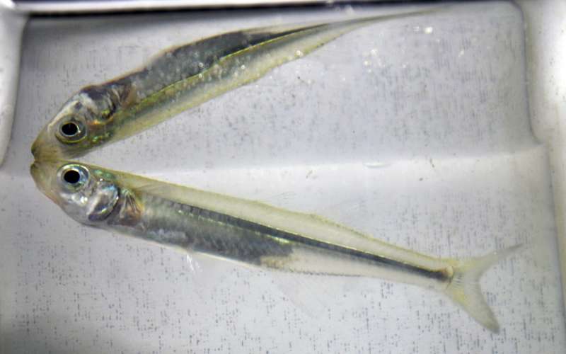 Acidification and low oxygen put fish in double jeopardy