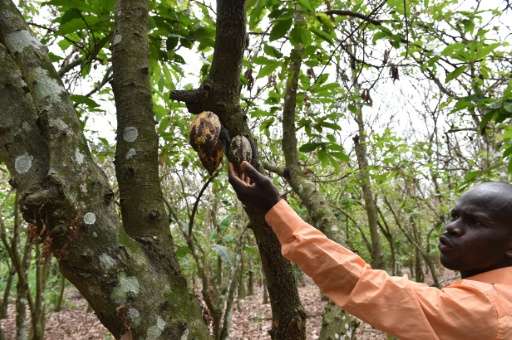 A cocoa farmer points to dried cocoa pods which were damaged by a caterpillar in a cocoa plantation in Tiassale, in the south-ea